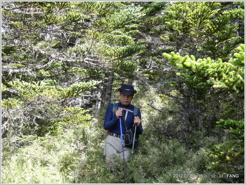 2012-07-12 08-34-01繞過陶塞峰基部的山徑密林.JPG